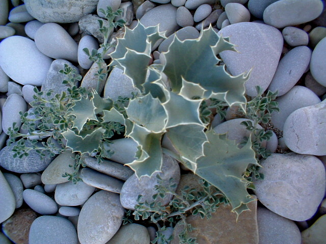 Eryngium amethystinum, Marrubium incanum, Echium vulgare